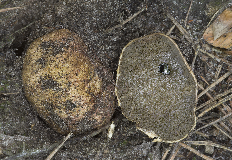 Rhizopogon luteolus